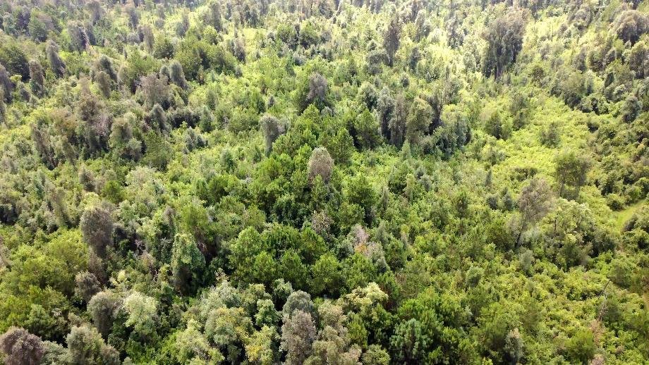 Land in Santa María Pipioltepec, State of Mexico, Mexico 5 - 17873567
