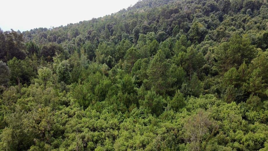 Land in Santa María Pipioltepec, State of Mexico, Mexico 2 - 17873567