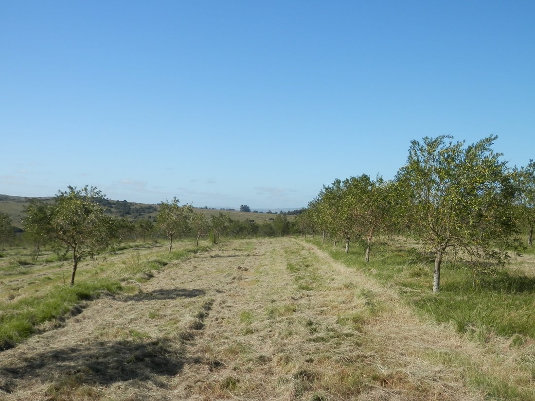 Farm Ranch in San Carlos, Maldonado Department, Uruguay 2 - 17888213