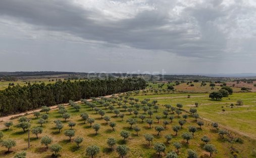 Terreno a Rosmaninhal, Distretto di Castelo Branco, Portogallo 1