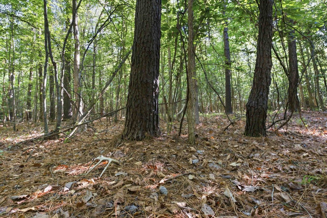 Land in Nichols, South Carolina, United States 4 - 17890252