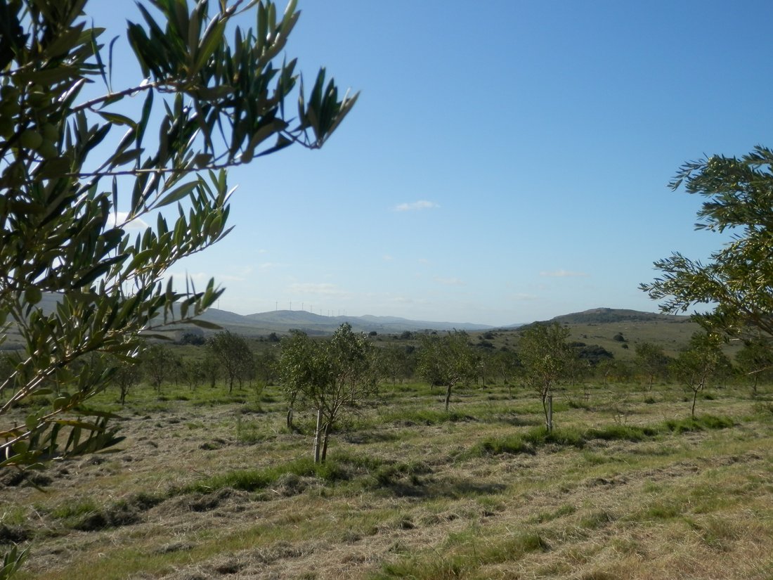 Farm Ranch in San Carlos, Maldonado Department, Uruguay 3 - 17888213