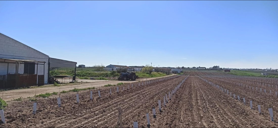 Land in Fuentes de Andalucia, Andalusia, Spain 1 - 17144807