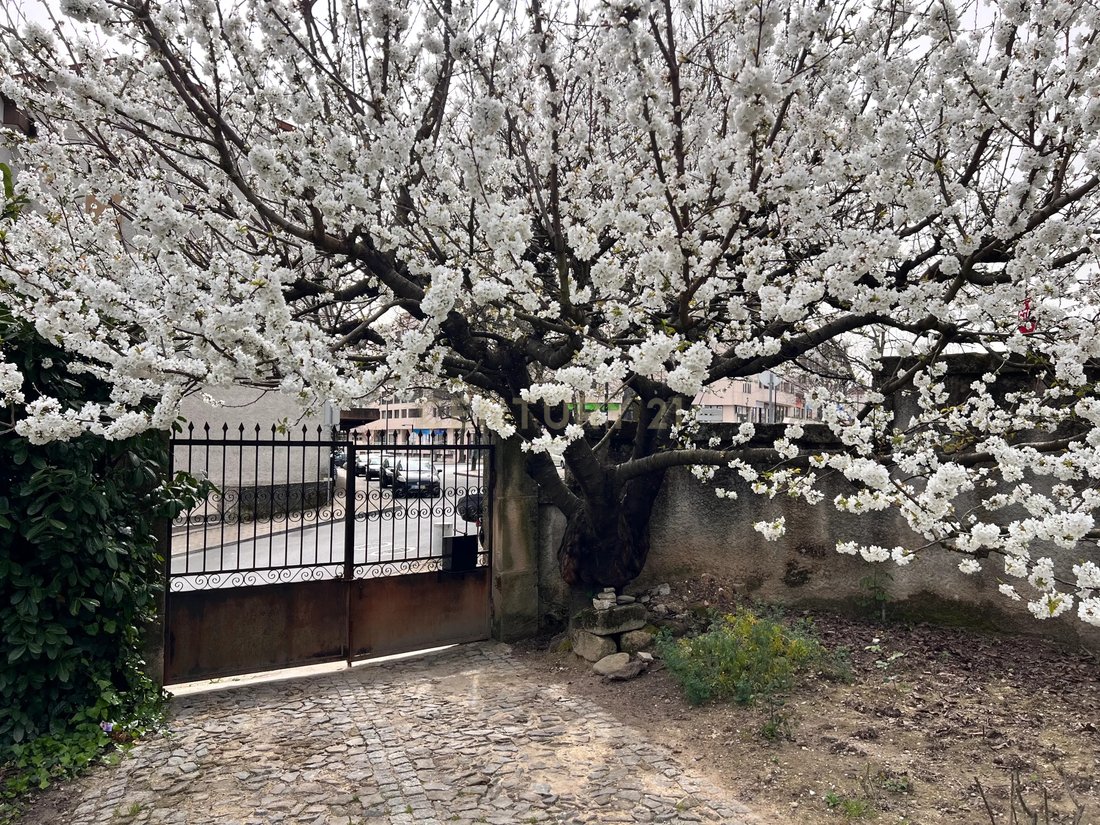 Villa in Vila Real, Vila Real District, Portugal 3 - 17488103