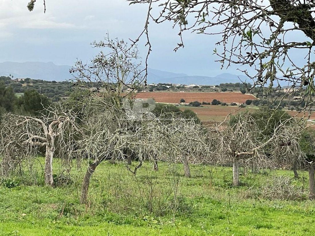 Land in Ariany, Balearic Islands, Spain 1 - 17904375