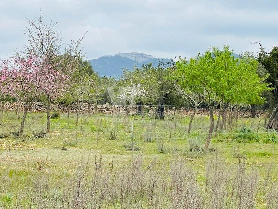 Land in Felanitx, Balearic Islands, Spain 3 - 17904259