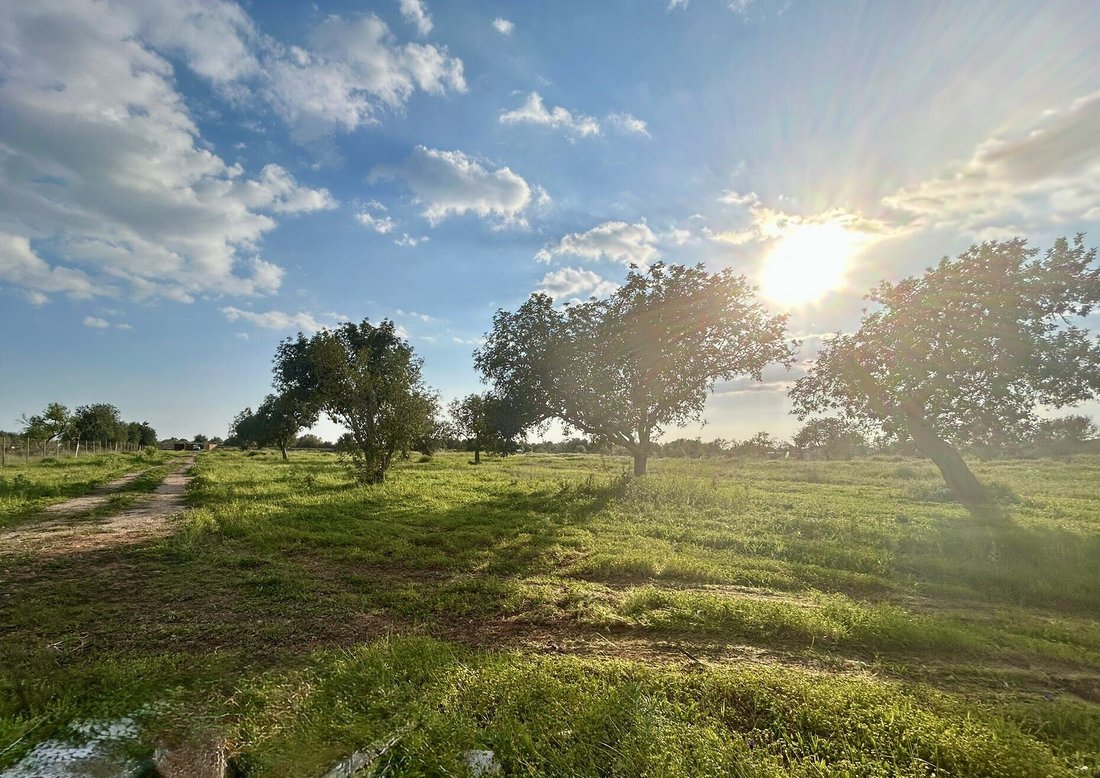 Land in Campos, Balearic Islands, Spain 4 - 17904314