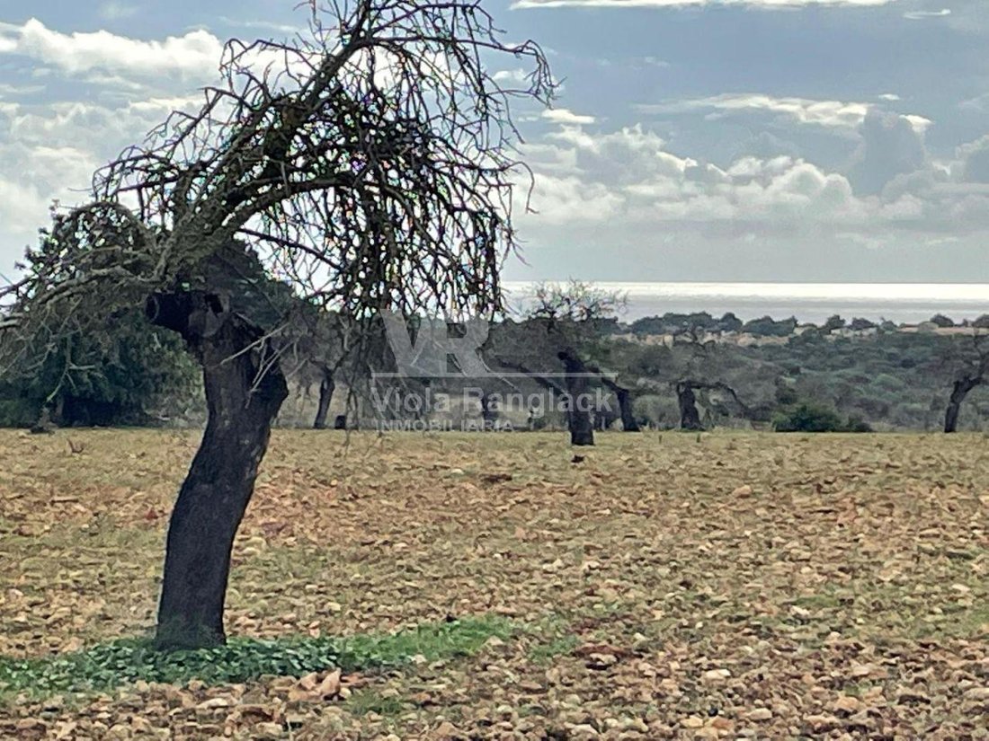 Finca in Manacor, Balearic Islands, Spain 3 - 17904917