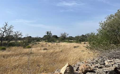 Land in Ses Salines, Balearische Inseln, Spanien 1