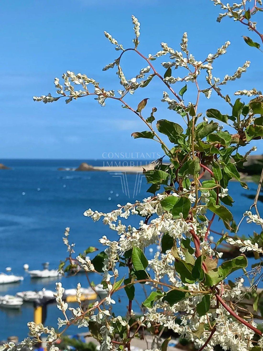 Île-d'Houat, Brittany, France 2 - 17704912