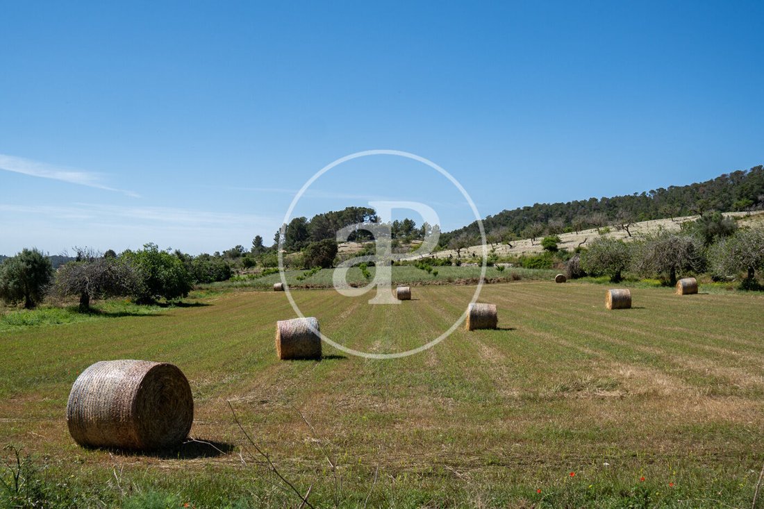Land in Vilafranca de Bonany, Balearic Islands, Spain 3 - 17914817