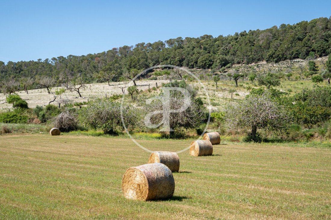 Land in Vilafranca de Bonany, Balearic Islands, Spain 2 - 17914817