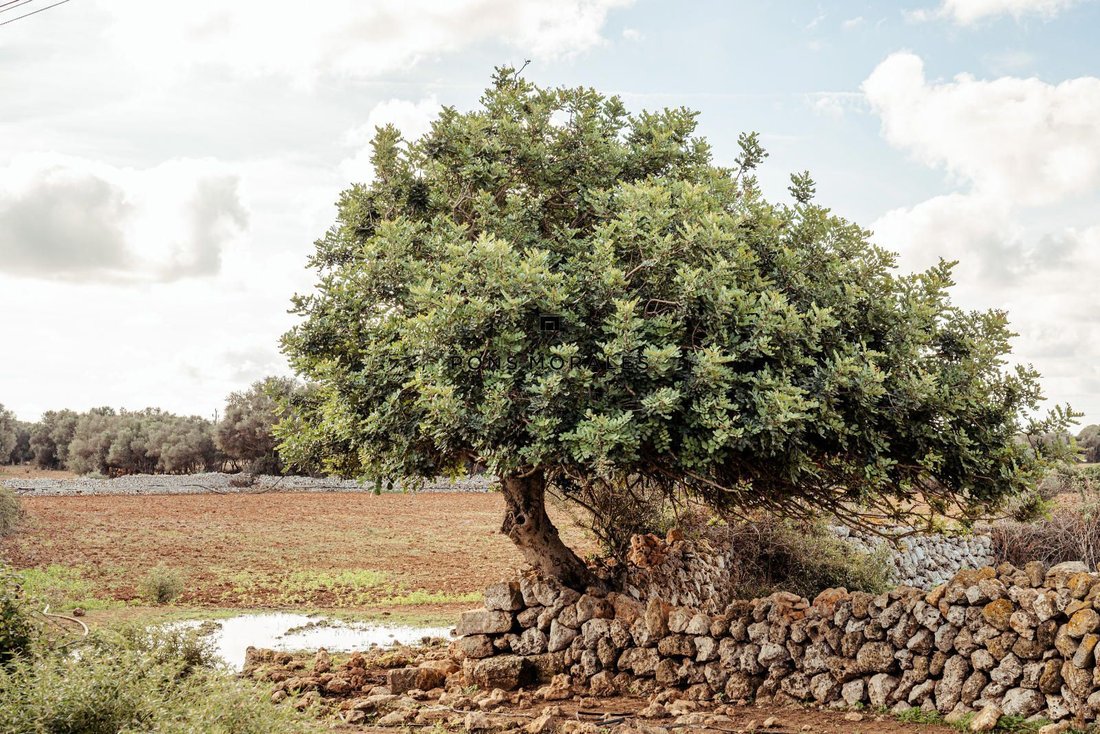 Finca in Ciutadella de Menorca, Balearic Islands, Spain 5 - 17916432