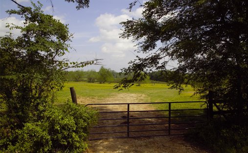 Land in Corrigan, Texas, United States 1