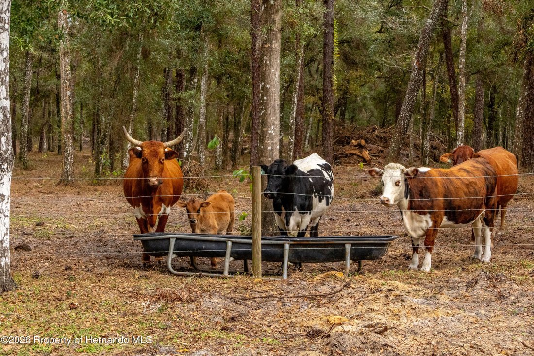 Land in South Brooksville, Florida, United States 4 - 17930558