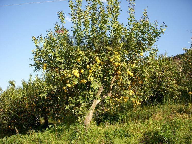 Land in Belpasso, Sicily, Italy 4 - 17936145