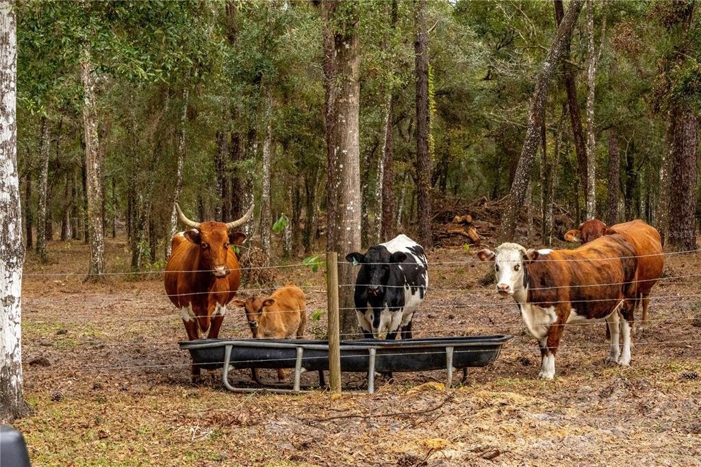 Land in South Brooksville, Florida, United States 3 - 17927953