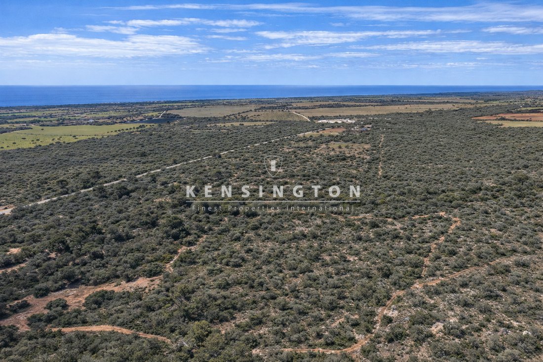 Land in Llucmajor, Balearic Islands, Spain 1 - 17938960