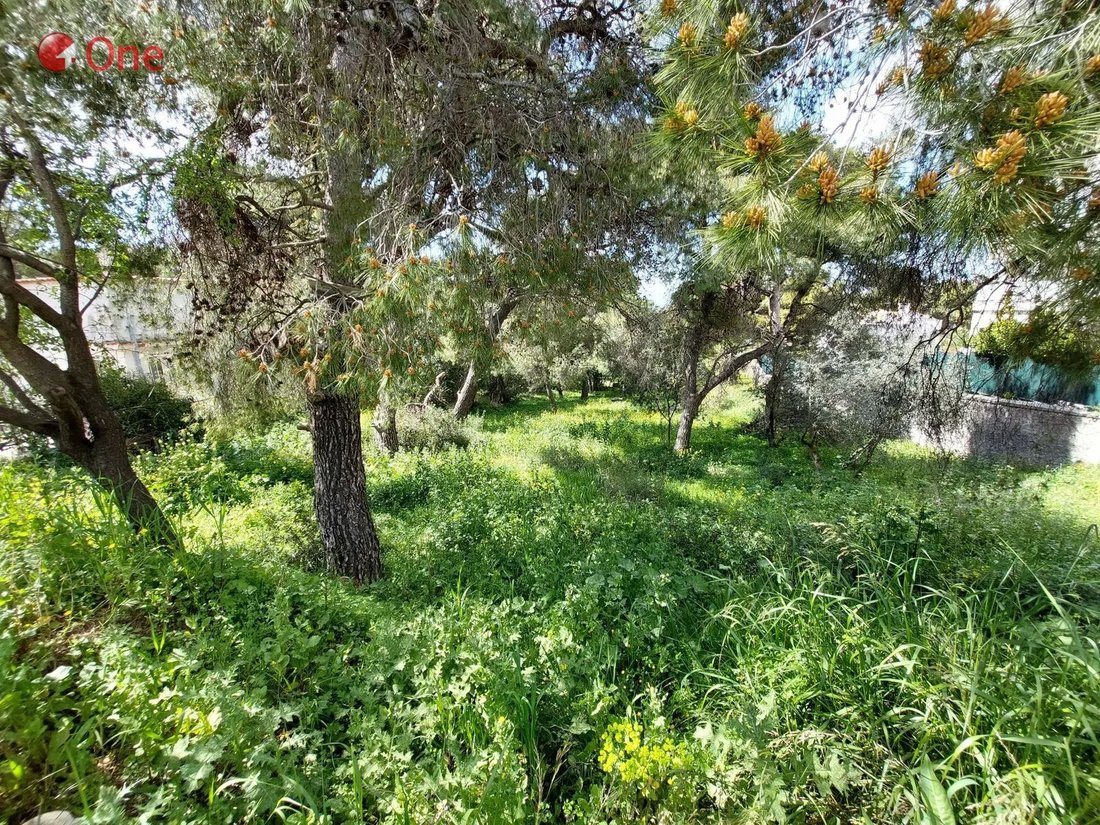 Terrain à Penteli, Attique, Grèce 4 - 17931699