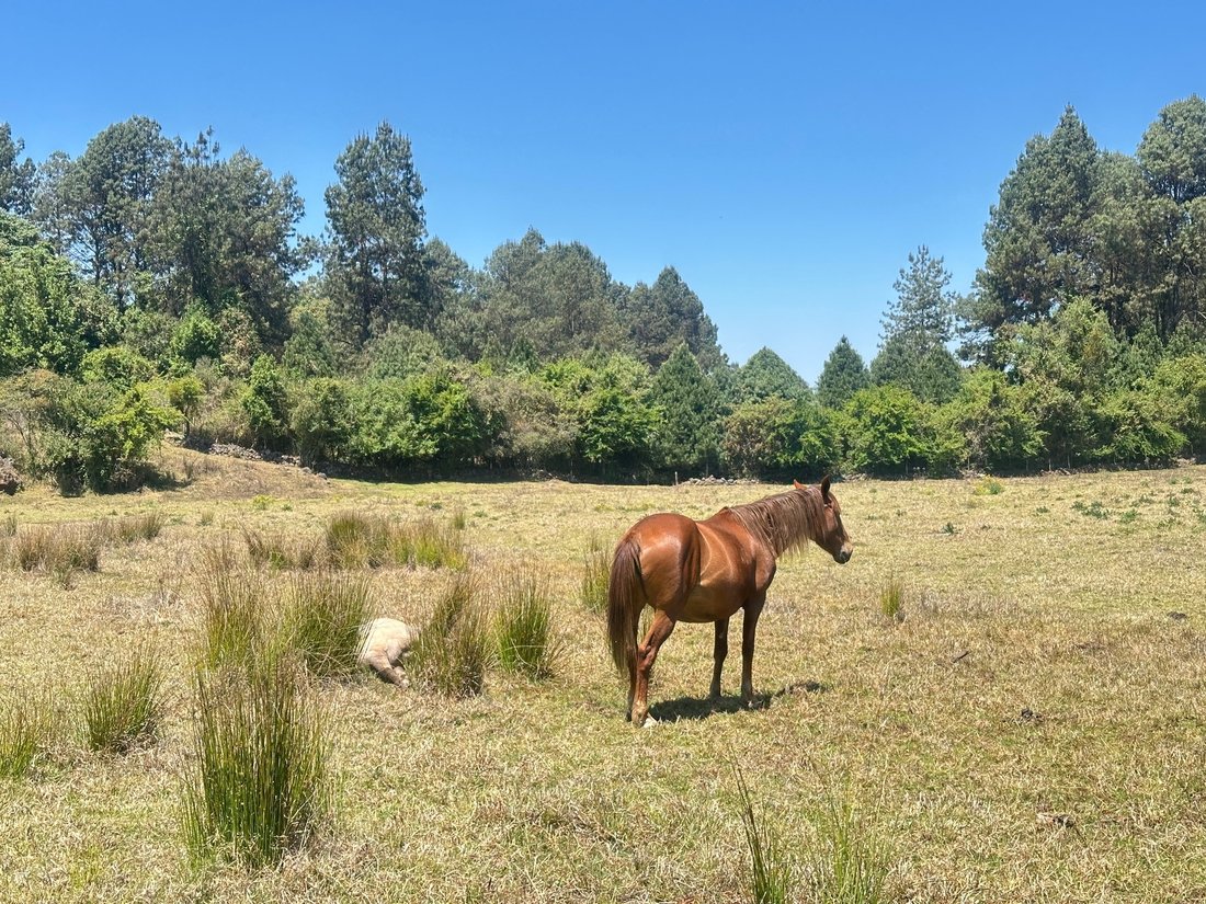 Land in San José Potrerillos, State of Mexico, Mexico 2 - 17930544