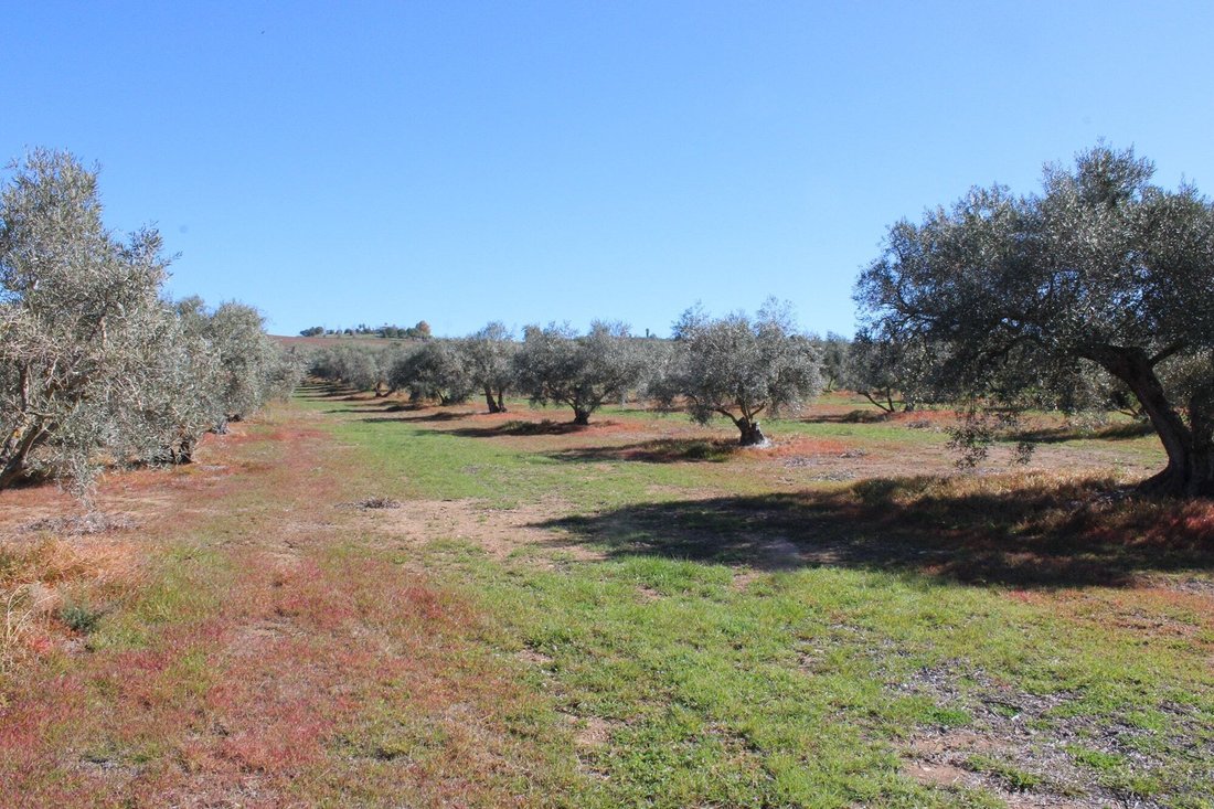 House in Arriate, Andalusia, Spain 4 - 17947673
