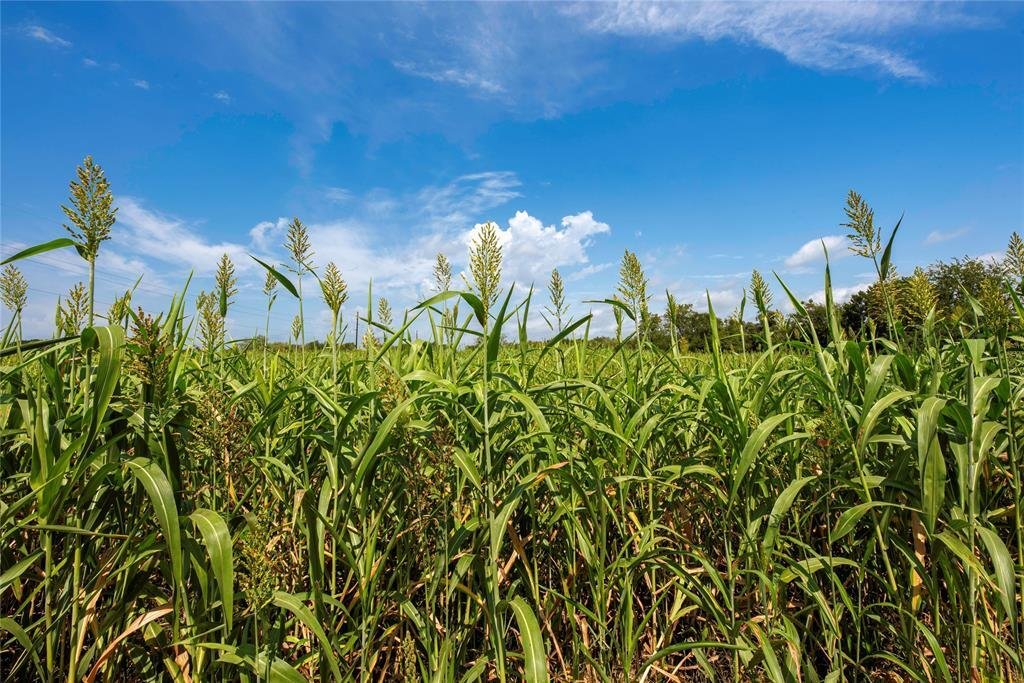 Farm Ranch in Meridian, Texas, United States 3 - 17952569