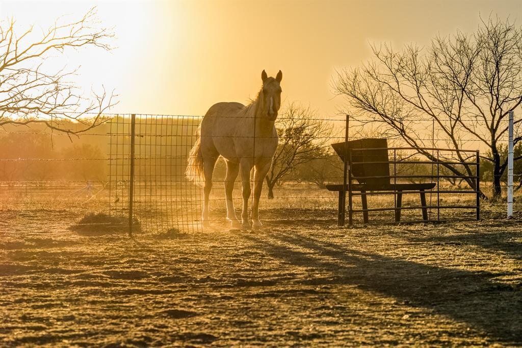 Farm Ranch in Coleman, Texas, United States 3 - 17952482