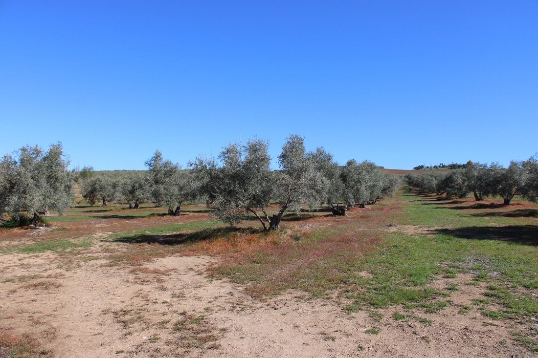 House in Arriate, Andalusia, Spain 2 - 17947673