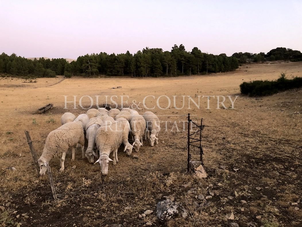 Finca in Huescar, Andalusia, Spain 5 - 17947581
