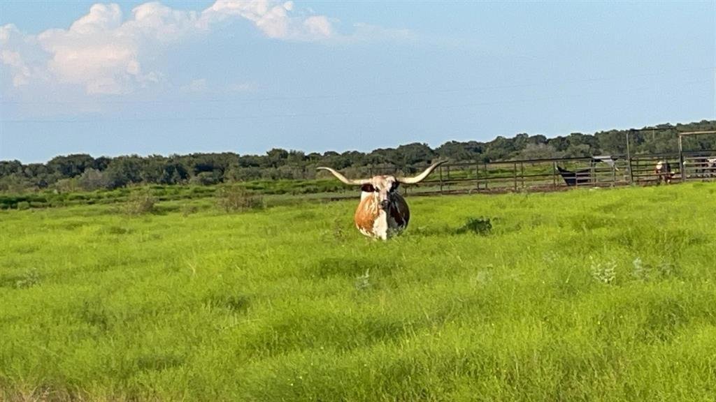 Farm Ranch in Stephenville, Texas, United States 1 - 17952724