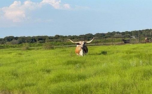 Farm Ranch in Stephenville, Texas, United States 1