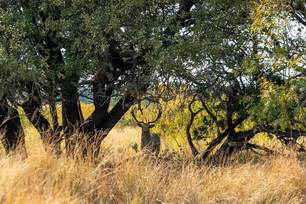 Farm Ranch in Blackwell, Texas, United States 3 - 17952138