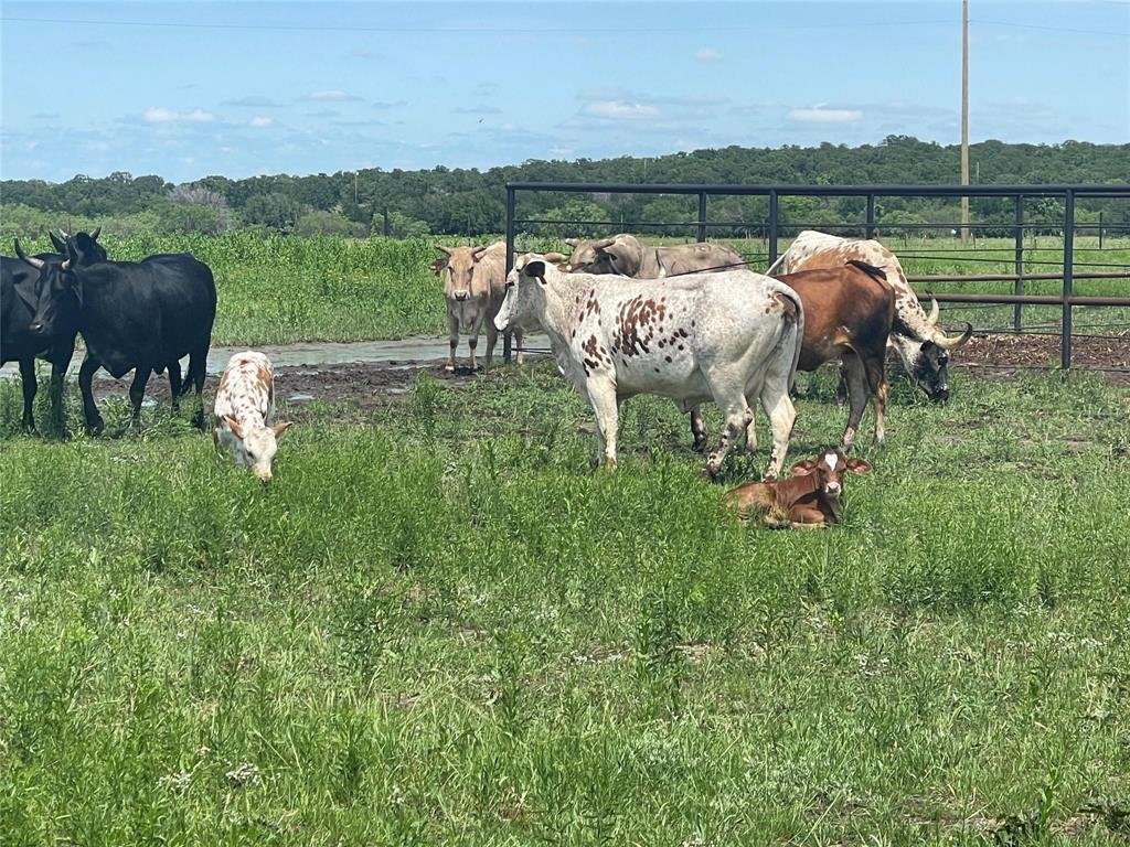 Farm Ranch in Stephenville, Texas, United States 5 - 17952724