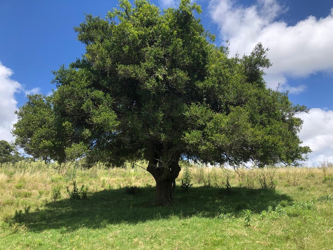 Estate in Garzón, Maldonado Department, Uruguay 2 - 17957273