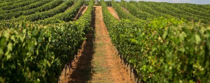 Land in Scansano, Tuscany, Italy 1 - 17962040