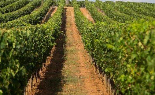 Land in Scansano, Tuscany, Italy 1