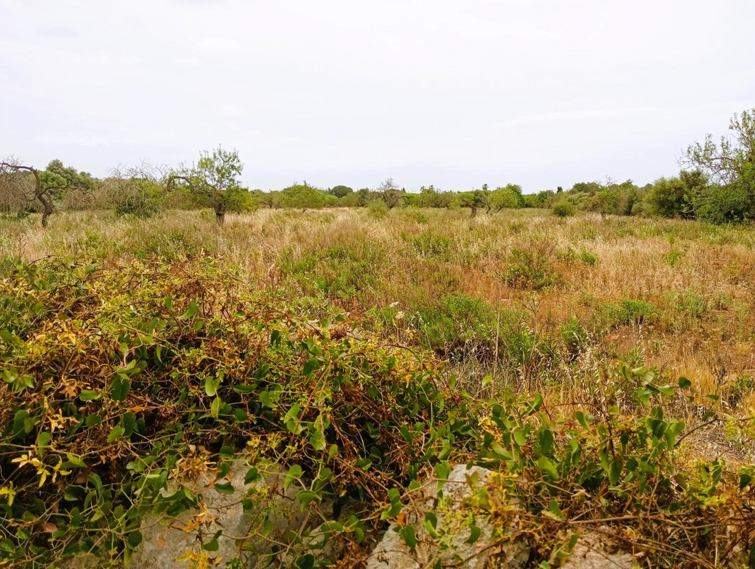 Land in Cala Murada, Manacor, Balearic Islands 2 - 17964036