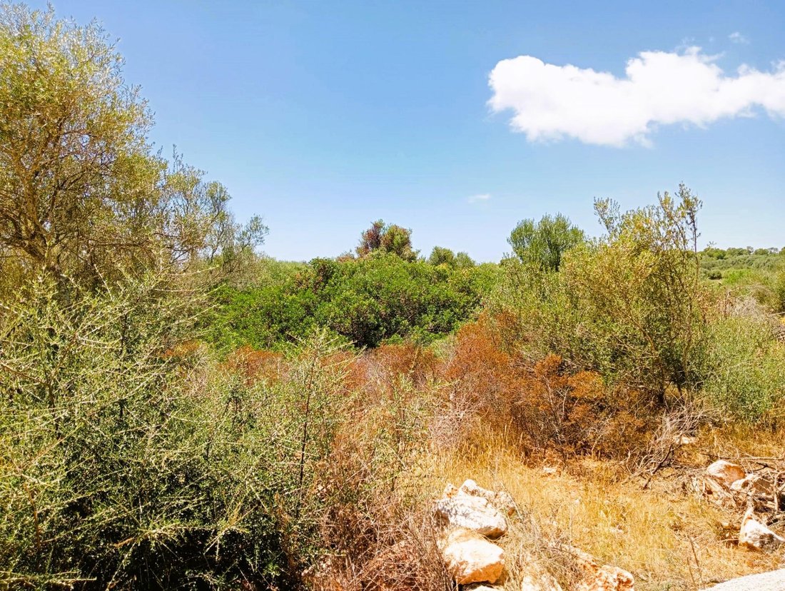 Land in Santanyi, Balearic Islands, Spain 1 - 17964040