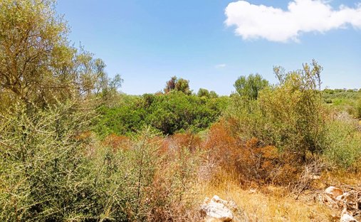 Land in Santanyi, Balearic Islands, Spain 1