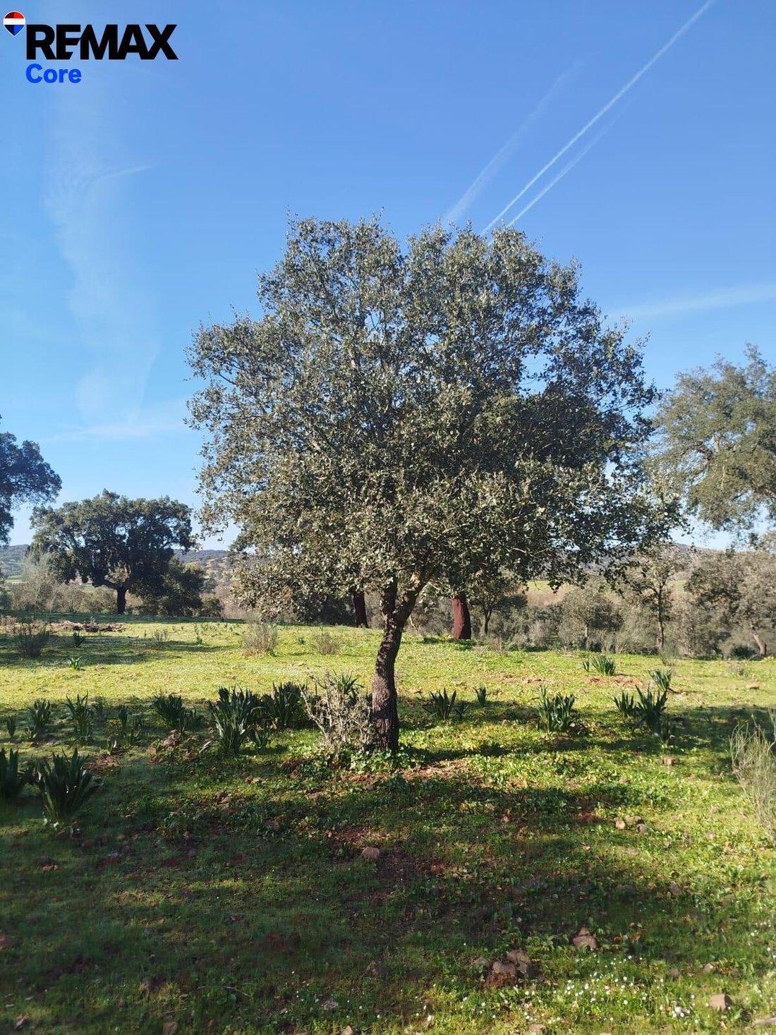 Terrain à La Codosera, Estrémadure, Espagne 5 - 17964058