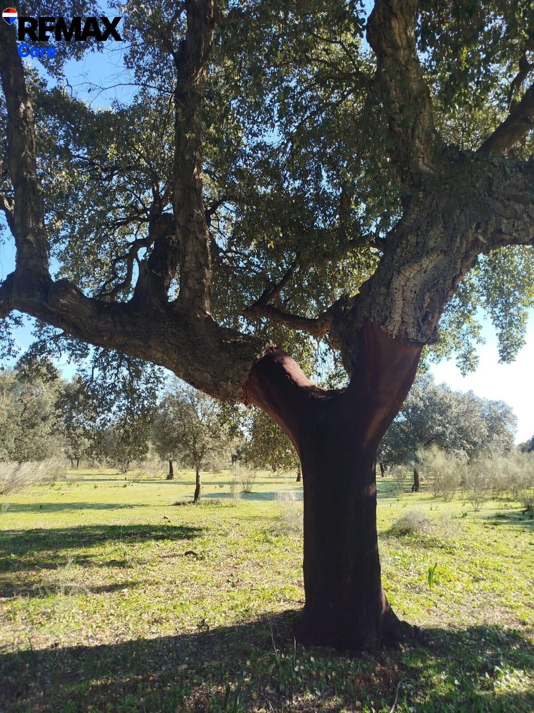 Land in La Codosera, Extremadura, Spain 3 - 17964058