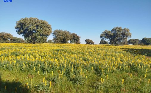 Terreno a La Codosera, Estremadura, Spagna 1