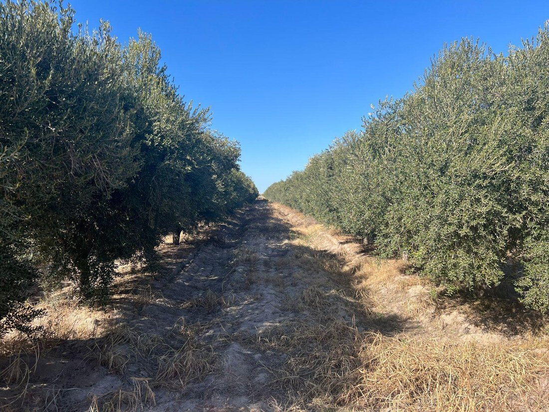 Land in Cochagual, San Juan Province, Argentina 2 - 17965982