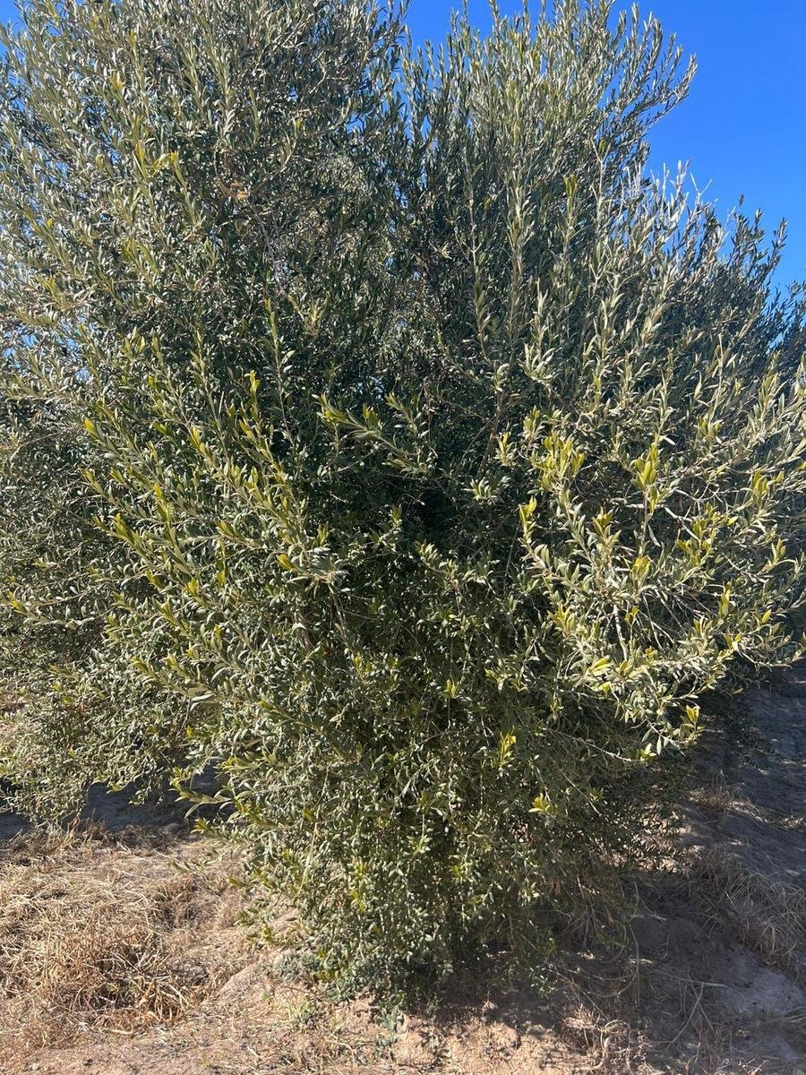 Land in Cochagual, San Juan Province, Argentina 4 - 17965982