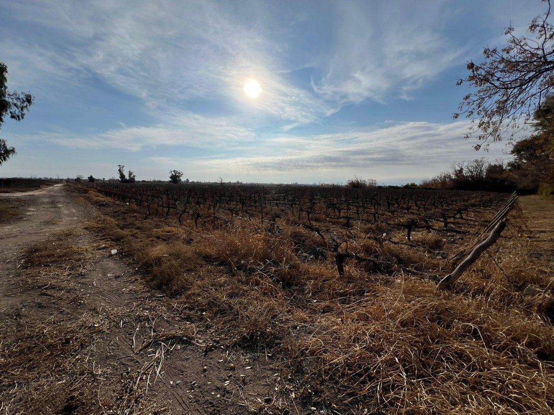 Farm Ranch in Villa Krause, San Juan Province, Argentina 4 - 17965949