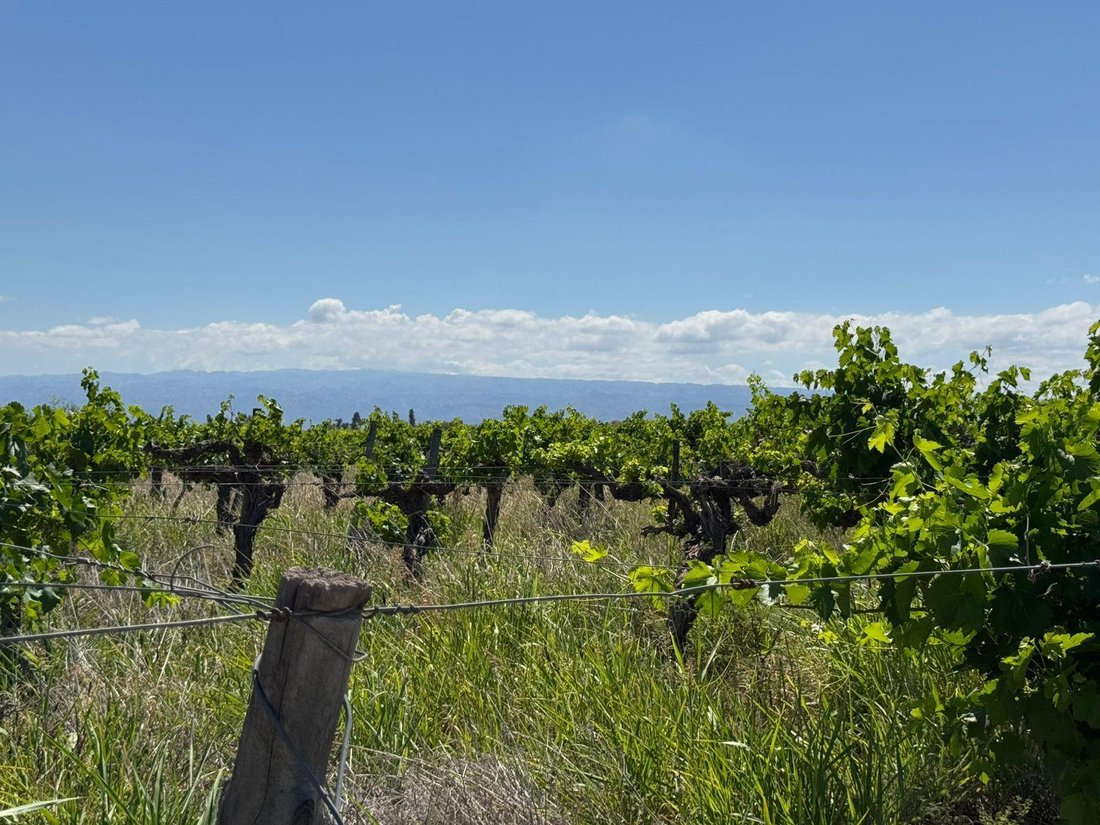 Farm Ranch in Algarrobo Verde, San Juan Province, Argentina 4 - 17968561