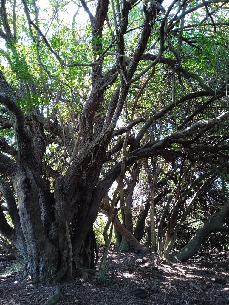 Land in Garzón, Maldonado Department, Uruguay 5 - 17973315