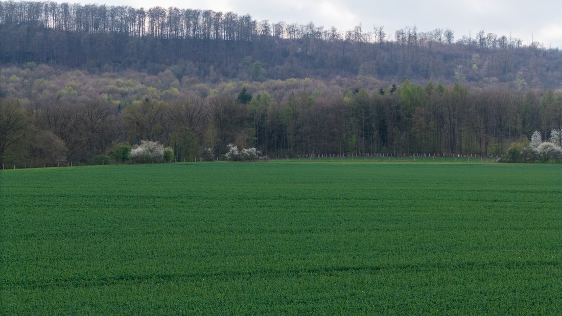 Farm Ranch in Freden, Lower Saxony, Germany 2 - 17974302