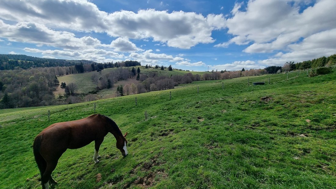 Farm Ranch in Mazan-l'Abbaye, Auvergne-Rhône-Alpes, France 5 - 17981221