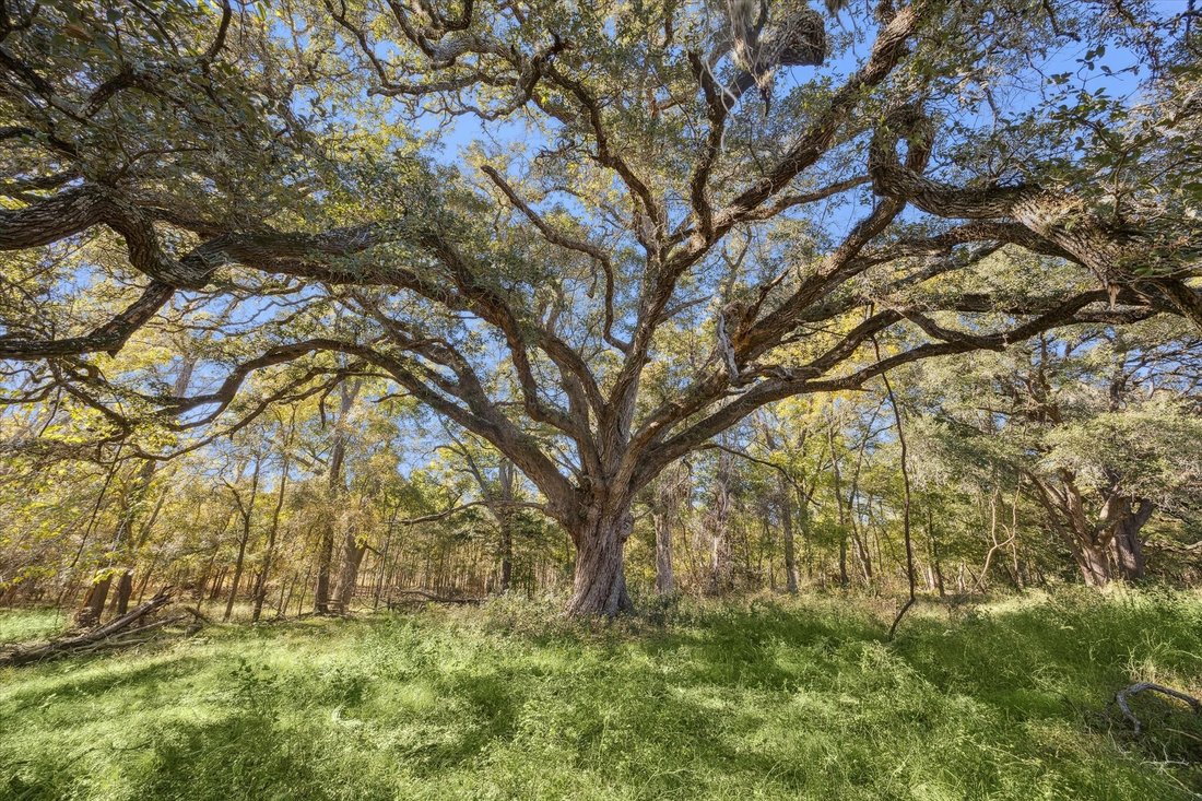 Farm Ranch in Fayetteville, Texas, United States 5 - 17991461